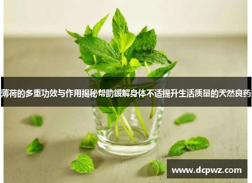 薄荷的多重功效与作用揭秘帮助缓解身体不适提升生活质量的天然良药 薄荷的多重功效与作用揭秘帮助缓解身体不适提升生活质量的天然良药